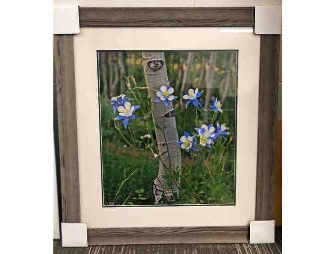 Framed Photo of Aspen Trunk and Columbine Flowers by Rijk's Family Gallery