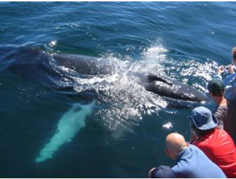 Whale Watch tickets for 2 to Sail the Hurricane out to the whales!