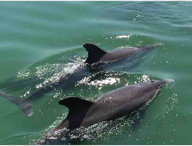 Four (4) passes for Dolphin Watch or Sunset Sail at Dolphin Landings, St. Petersburg, FL - Photo 4