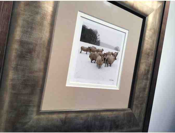 Framed photograph of Wenallt sheep