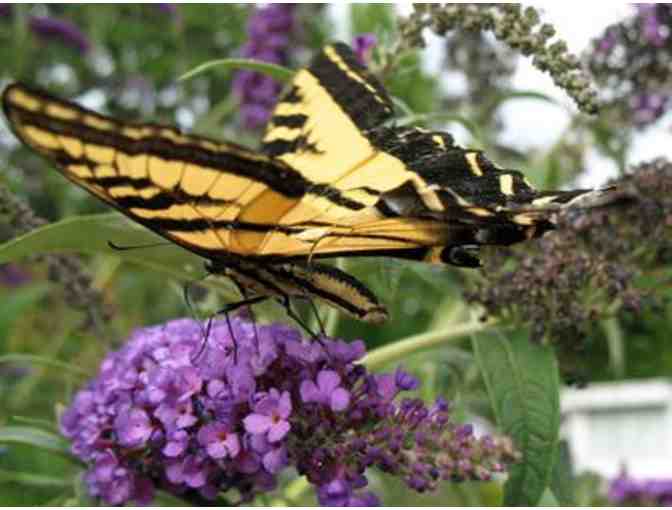 Butterfly World - 2 Admission Tickets