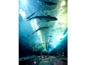 Aquarium of the Bay - San Francisco  Four Admission Passes (I)