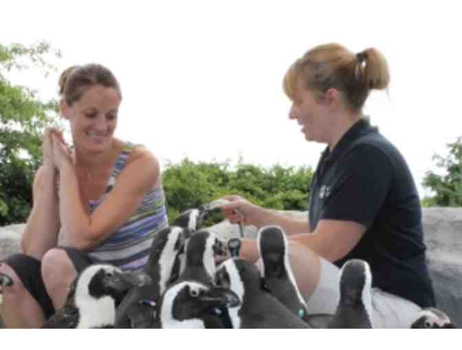 Mystic Aquarium - Trainer for a Day