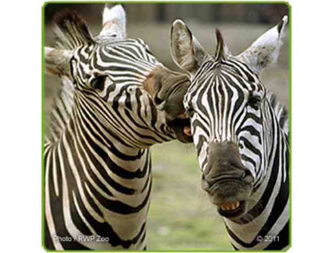 A Behind the Scenes VIP Zebra Encounter