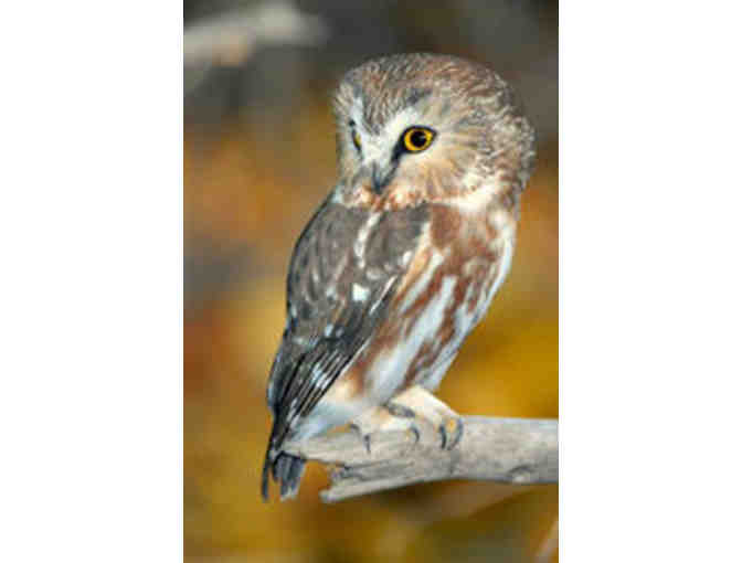 Massachusetts Audubon Membership