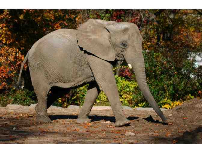 A Behind-the- Scenes VIP Elephants Encounter - Photo 3