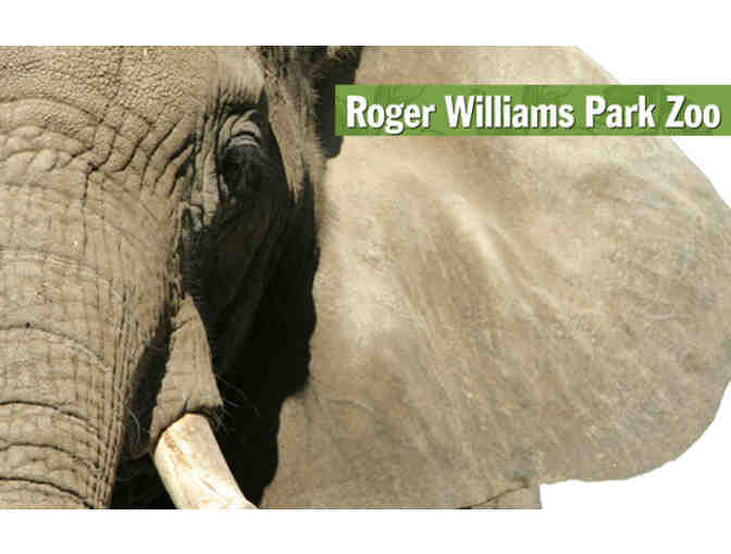 A Behind-the- Scenes VIP Elephants Encounter - Photo 4