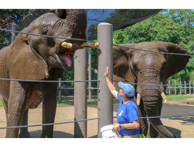 A Behind-the- Scenes VIP Elephants Encounter - Photo 1