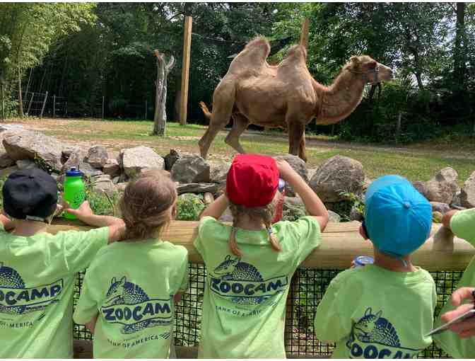 Summer Adventures ZooCamp at Roger Williams Park Zoo!