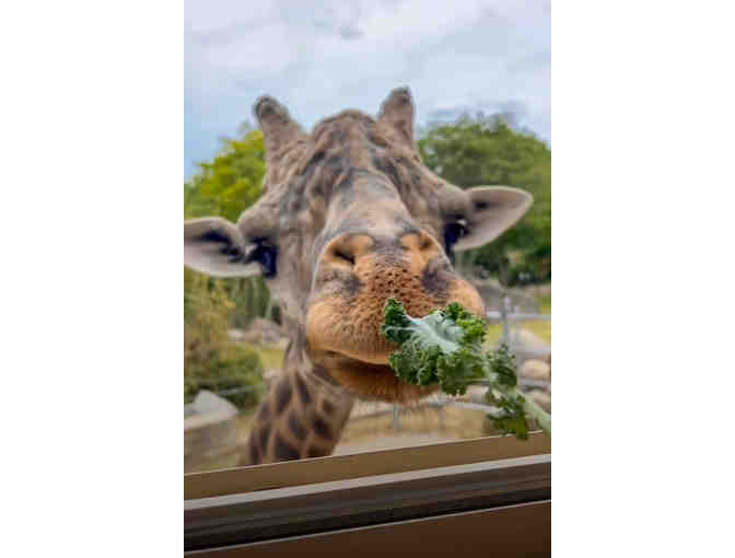 A Behind-the-Scenes VIP Giraffe Encounter - Photo 1