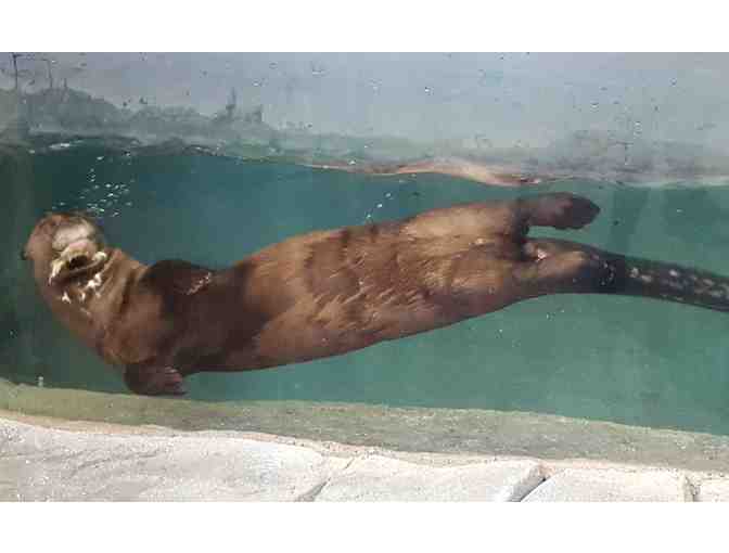 A Behind the Scenes VIP Giant Otter Encounter - Photo 2