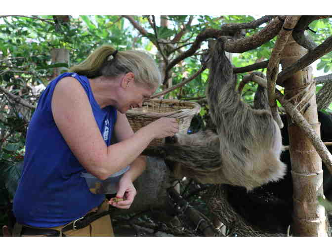 A Behind the Scenes VIP Sloth Encounter - Photo 3
