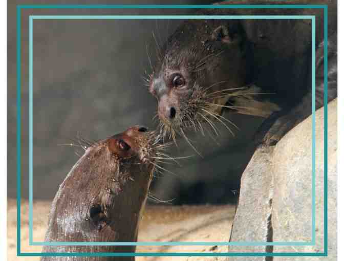 A Behind the Scenes VIP Giant Otter Encounter - Photo 1
