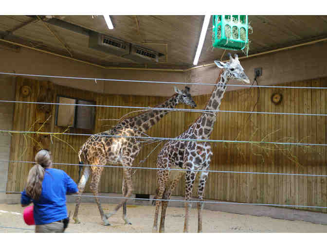 A Behind the Scenes VIP Giraffe Encounter - Photo 3