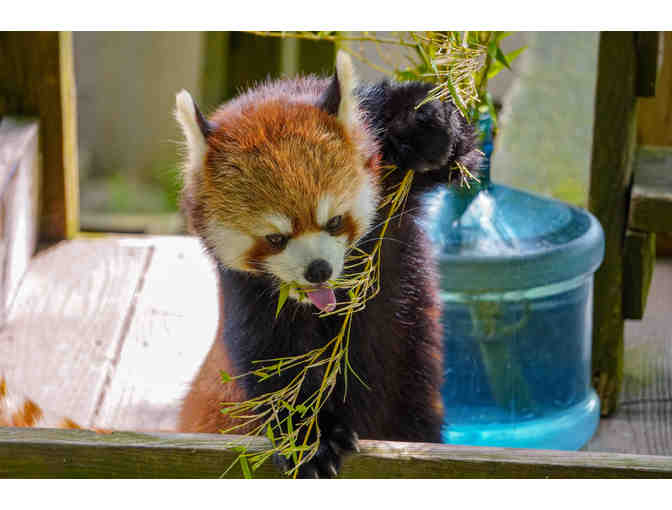 A Behind the Scenes VIP Red Panda Encounter - Photo 3