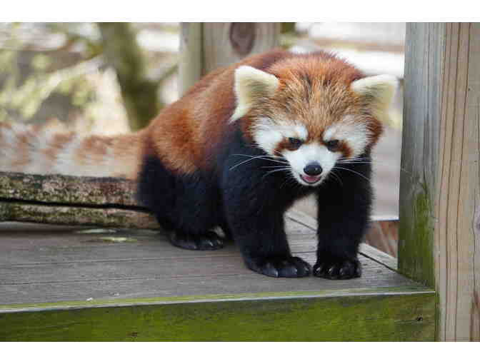 A Behind the Scenes VIP Red Panda Encounter - Photo 2