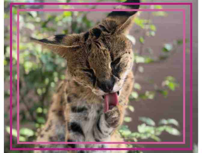 A Behind the Scenes VIP Serval Encounter - Photo 1