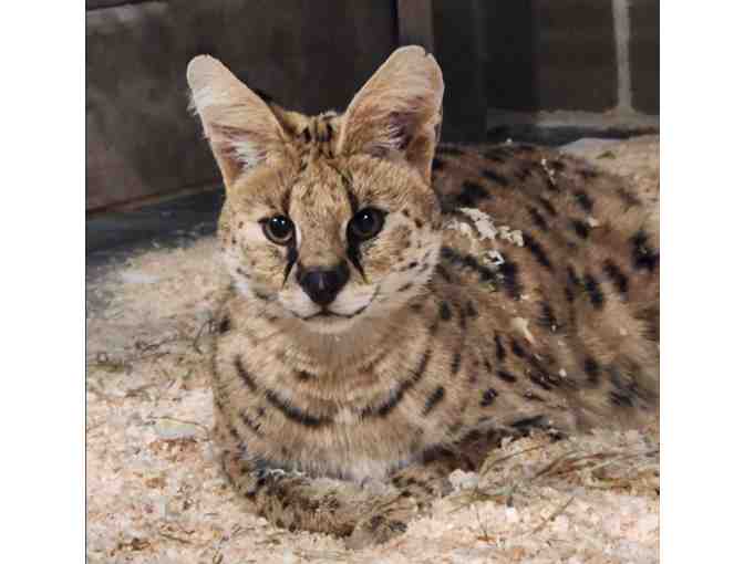 A Behind the Scenes VIP Serval Encounter - Photo 2