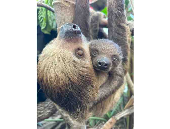 A Behind the Scenes VIP Sloth Encounter - Photo 2