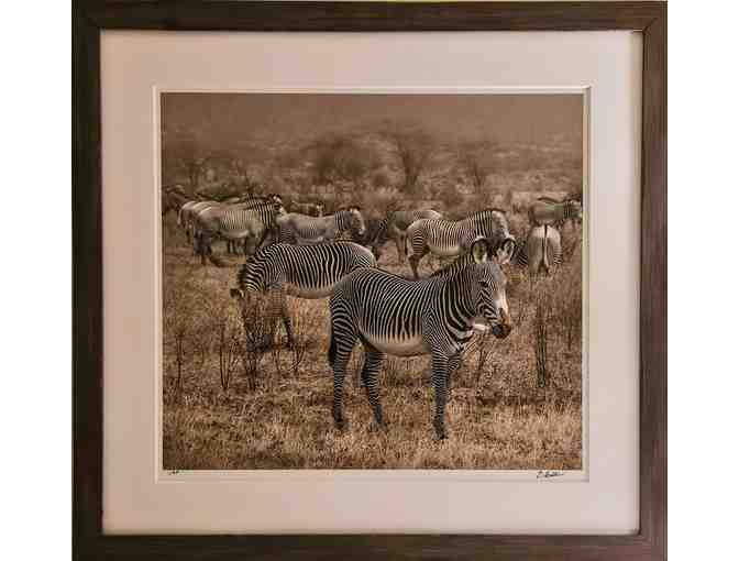 "Grevy's Zebras" - Framed and Matted Nature Photograph - Photo 1
