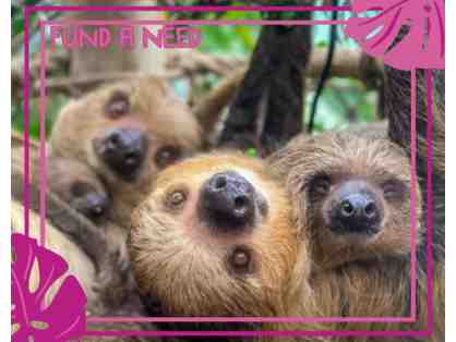 Fund-A-Need: Feed Jeffrey & Nicko the Two-Toed Sloth Babies for a Week