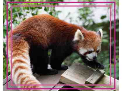 A Behind the Scenes VIP Red Panda Encounter