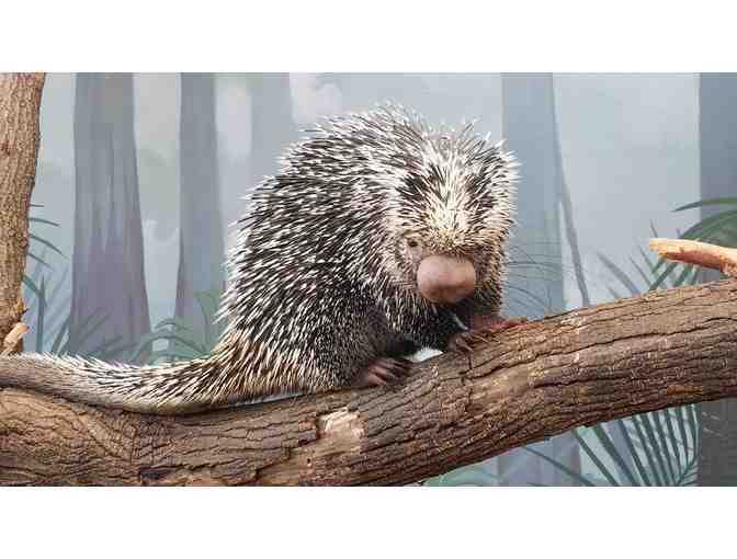 A Behind the Scenes VIP Visit with George the Porcupine