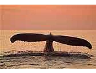 Atlantic Fishing Whale Watch & Dinner for Two