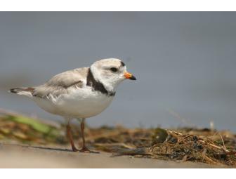 One-year Maine Audubon Household Membership