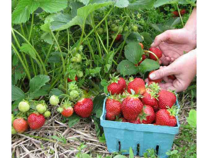 $50 Lewis Creek Farm Gift Card *Delicious Fresh Produce! (Starksboro VT)