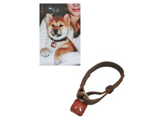 HACHI: A DOG'S STORY DVD and Original Dog Collar Memorabilia