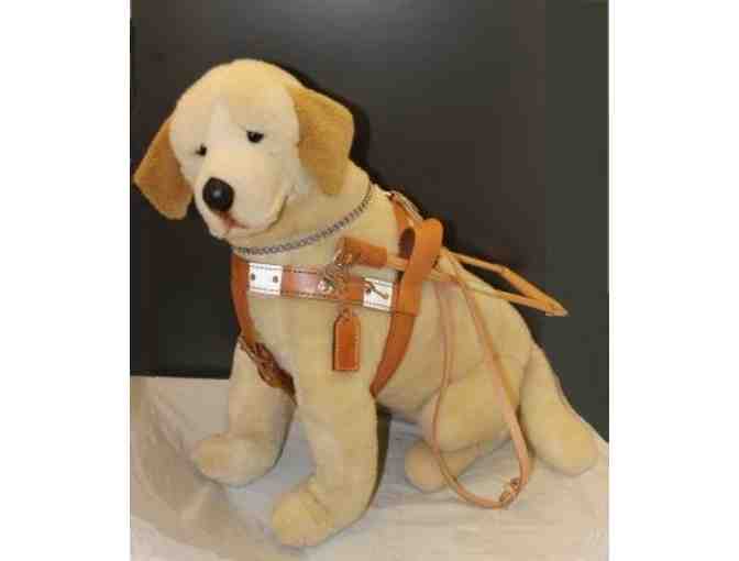 Yellow Lab in Seeing Eye Harness
