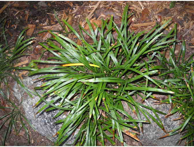 Lirirope grass