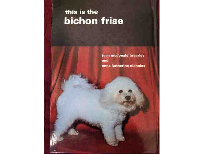 THIS IS THE BICHON FRISE