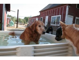 It's A Dog's Life Two-nights Boarding & Bath