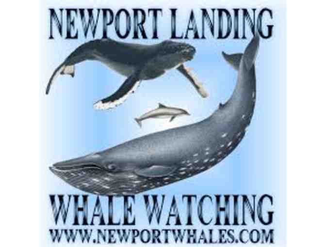 Newport Landing Sport fishing and Whale Watching