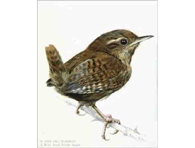 Carl Brenders Wren Study Print