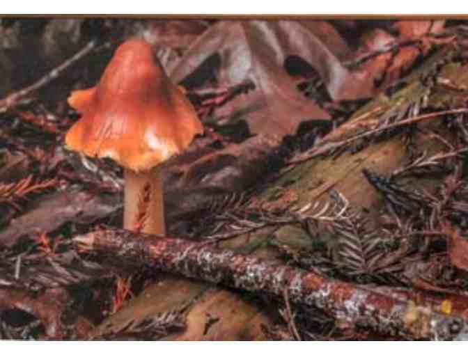 'Mushroom in the Wild' A framed photographic Image