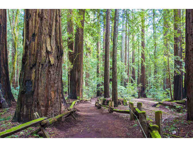 Walk with Mike through Armstrong Redwoods to wine and hors d'oeuvres!!!
