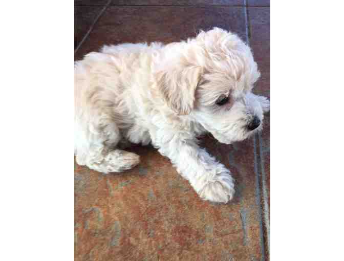 Maltipoo Puppy