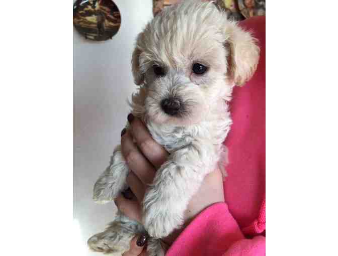 Maltipoo Puppy