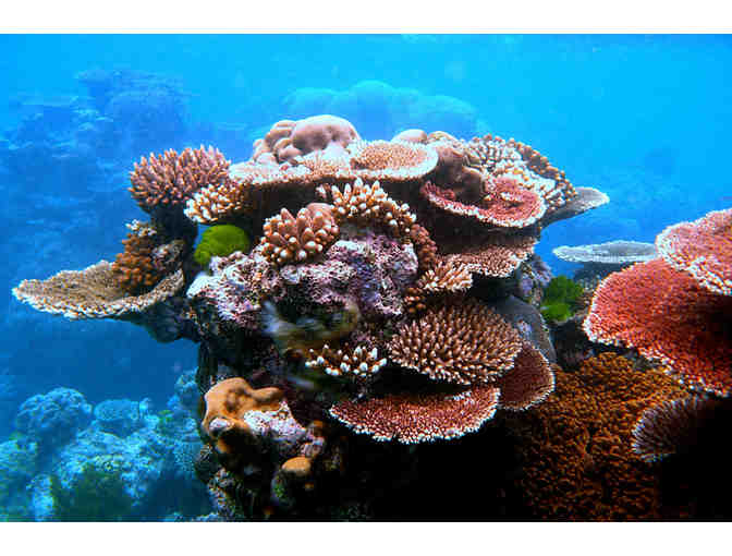 World Heritage and Wine Vintage (Australia)#12 days for up to 6 ppl+Resort+Snorkel Tours