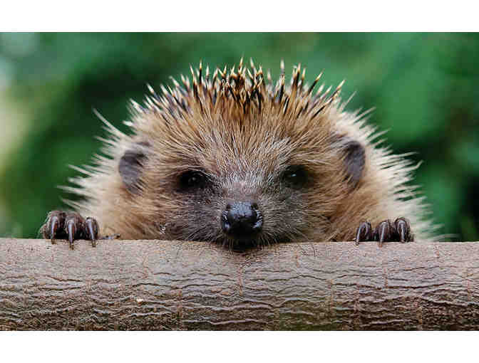 Hedgehog's in the Kitchen