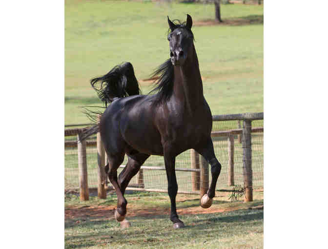 Horse Back Riding Lessons from Castle Rock Arabians