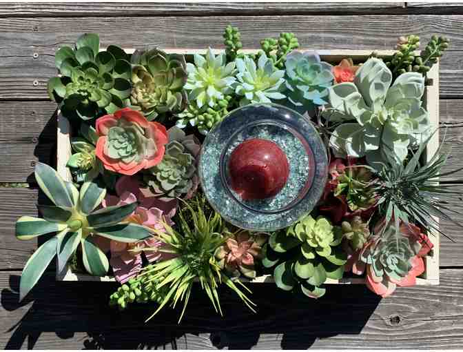 Mrs. Thorsen's First Grade: Succulent Arrangement