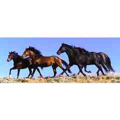 Kimberly's Riding Lessons and Horse Training