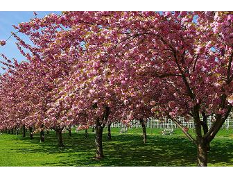 Discover Nature's Palette at the New York and Brooklyn Botanical Gardens