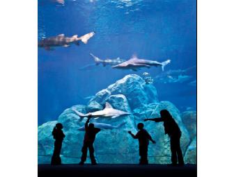 Under the Sea: Four Passes to Adventure Aquarium in Camden, NJ