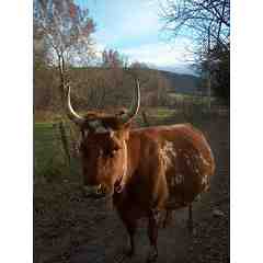 Bobolink Dairy & Bakehouse