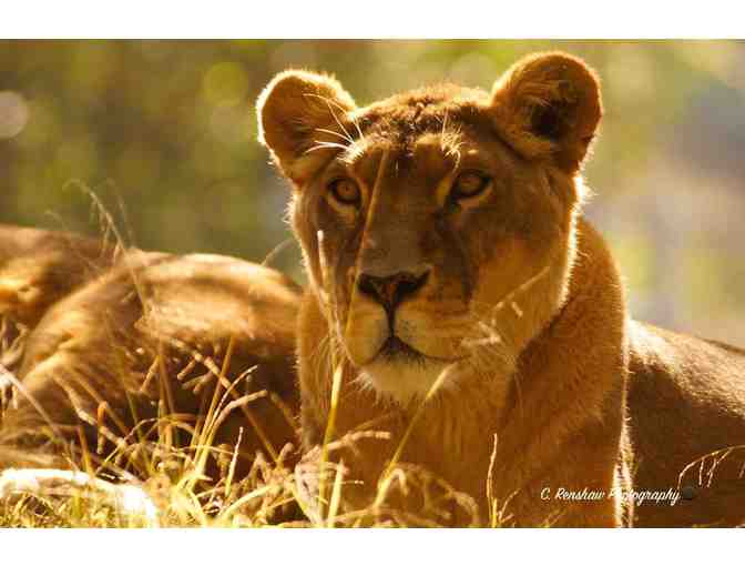 Family Pass to Oakland Zoo